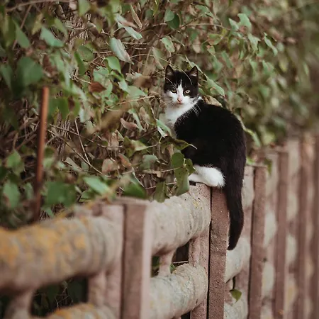 Osrodek Wypoczynkowy Wezaj 아파트